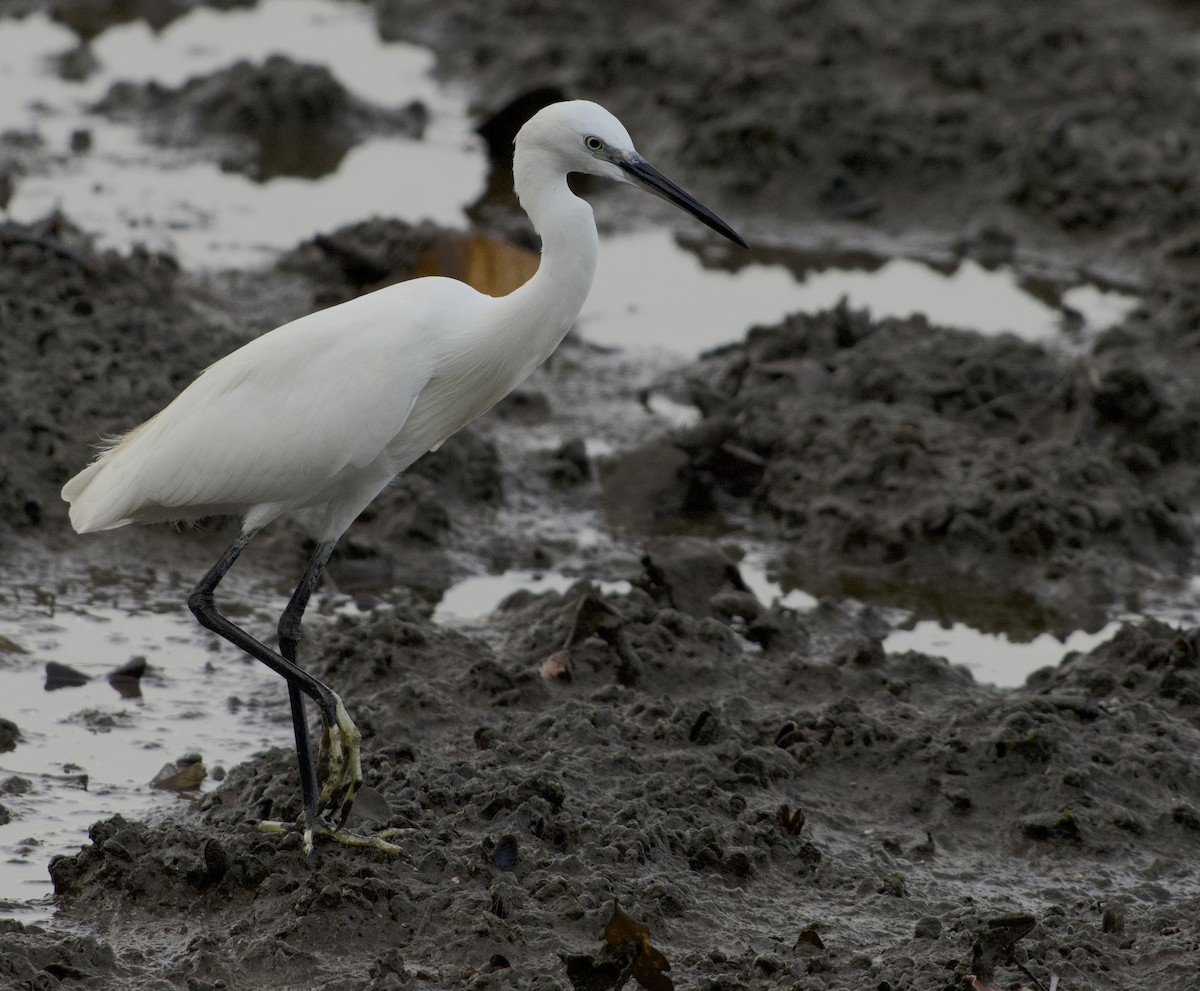 Little Egret - ML644916915