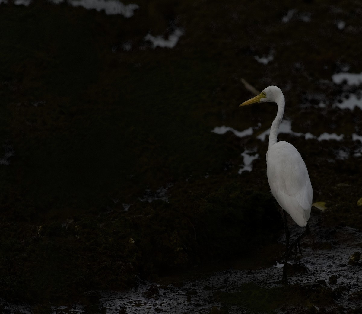 Medium Egret - ML644916921