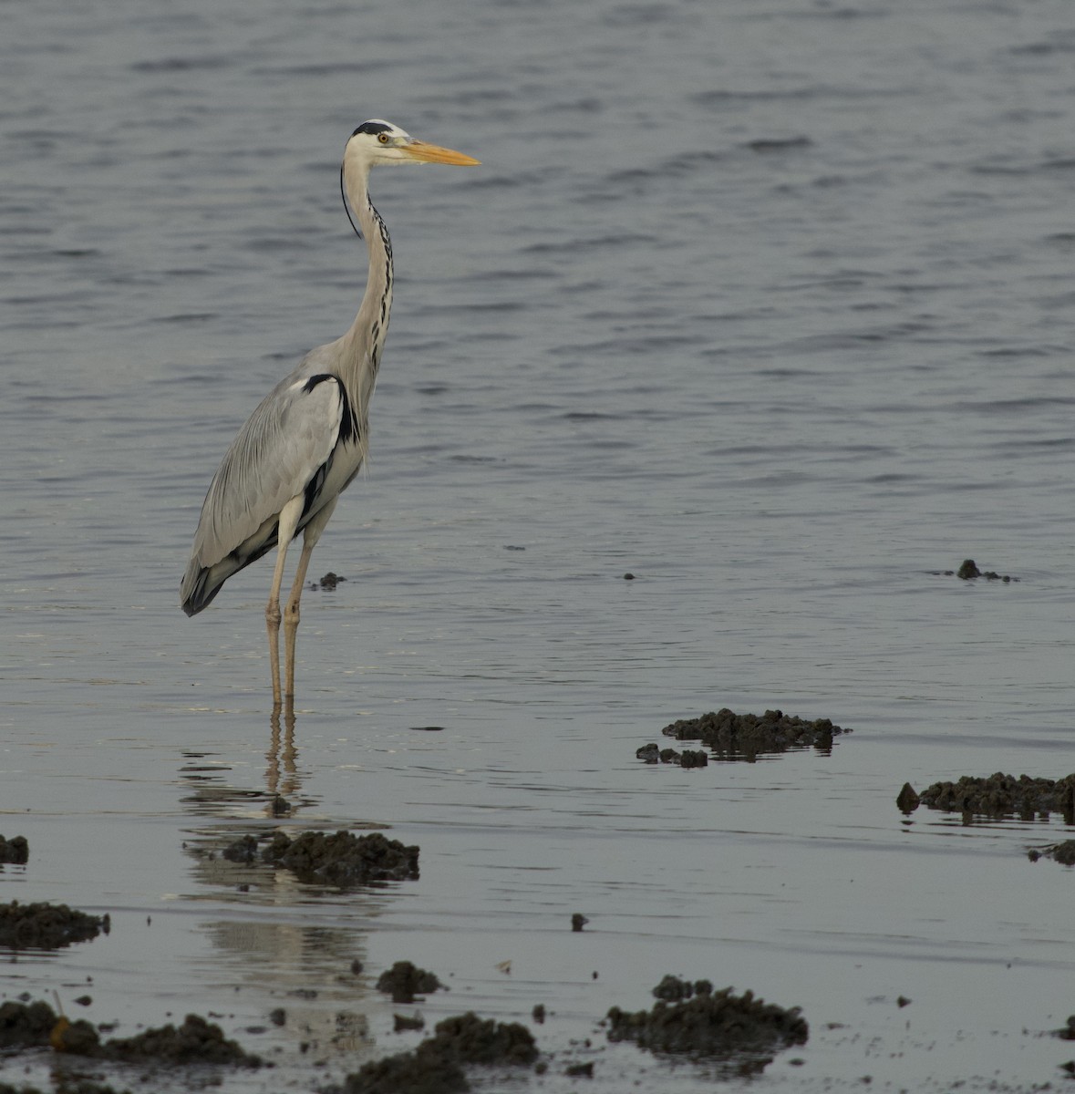 Gray Heron - ML644916923