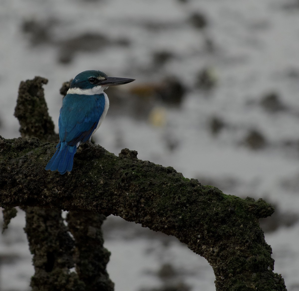 Collared Kingfisher - ML644916930