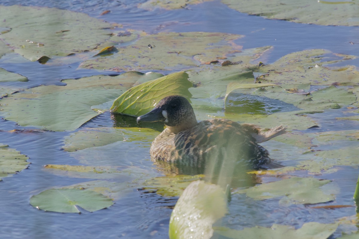 White-backed Duck - ML644916931