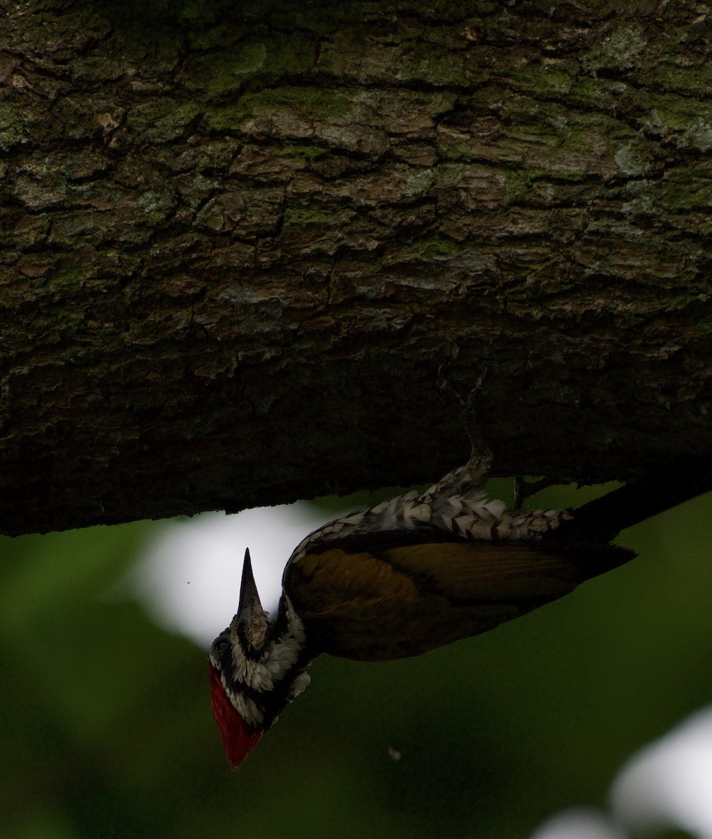 Common Flameback - ML644916932