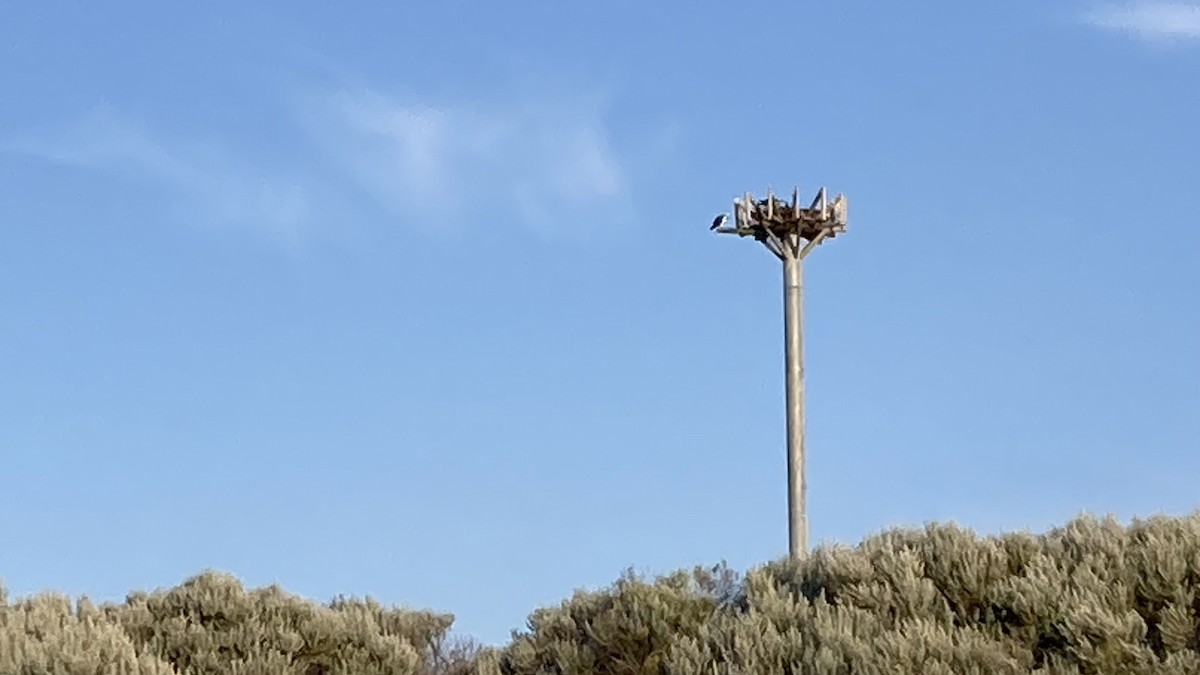 orlovec říční - ML644916944