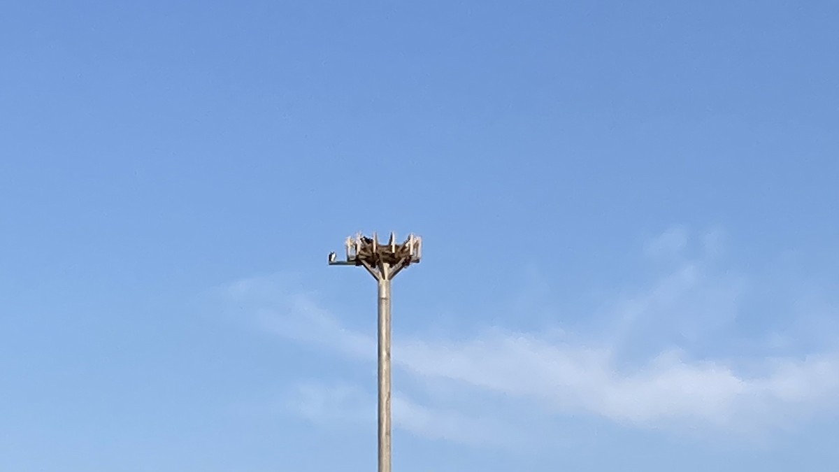 orlovec říční - ML644916945