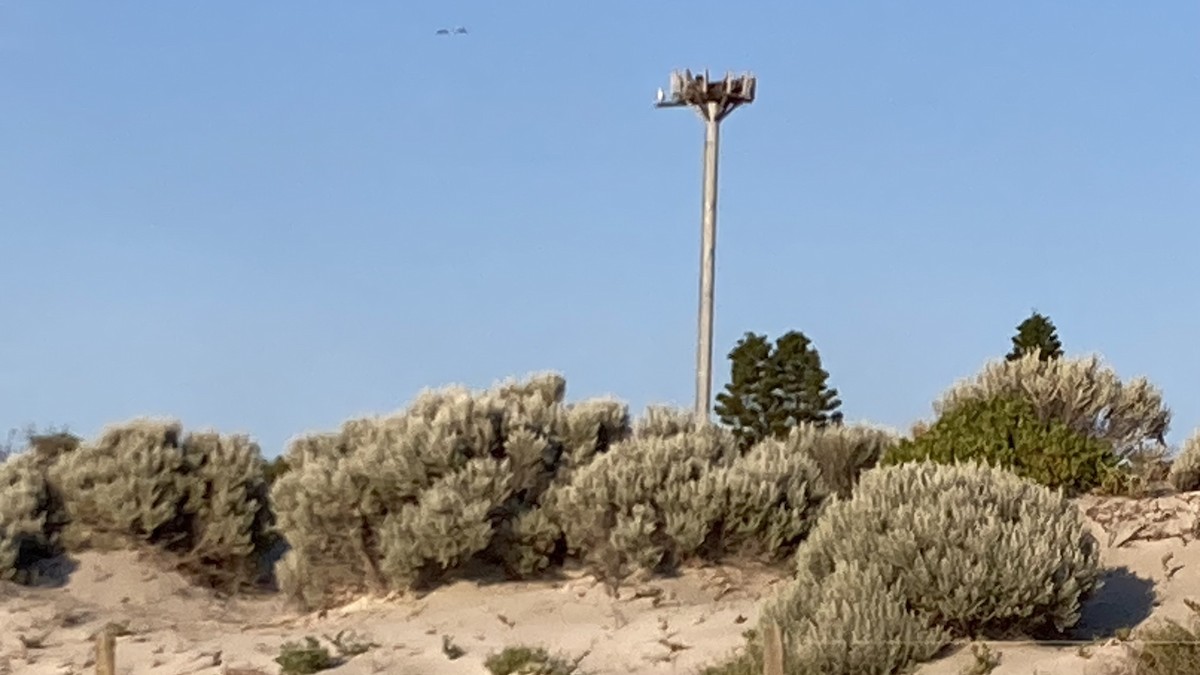 orlovec říční - ML644916946