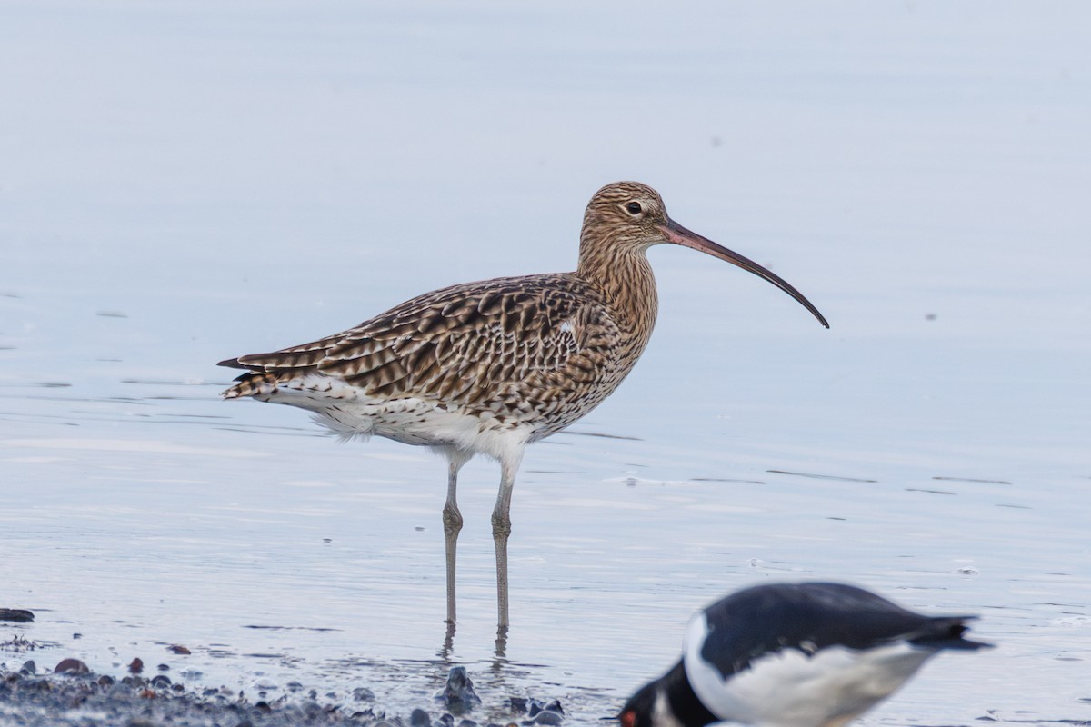 Eurasian Curlew - ML644916959