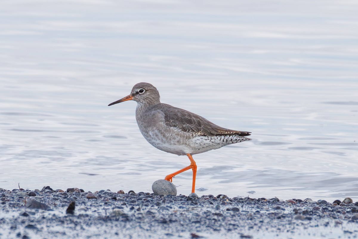 Common Redshank - ML644916967