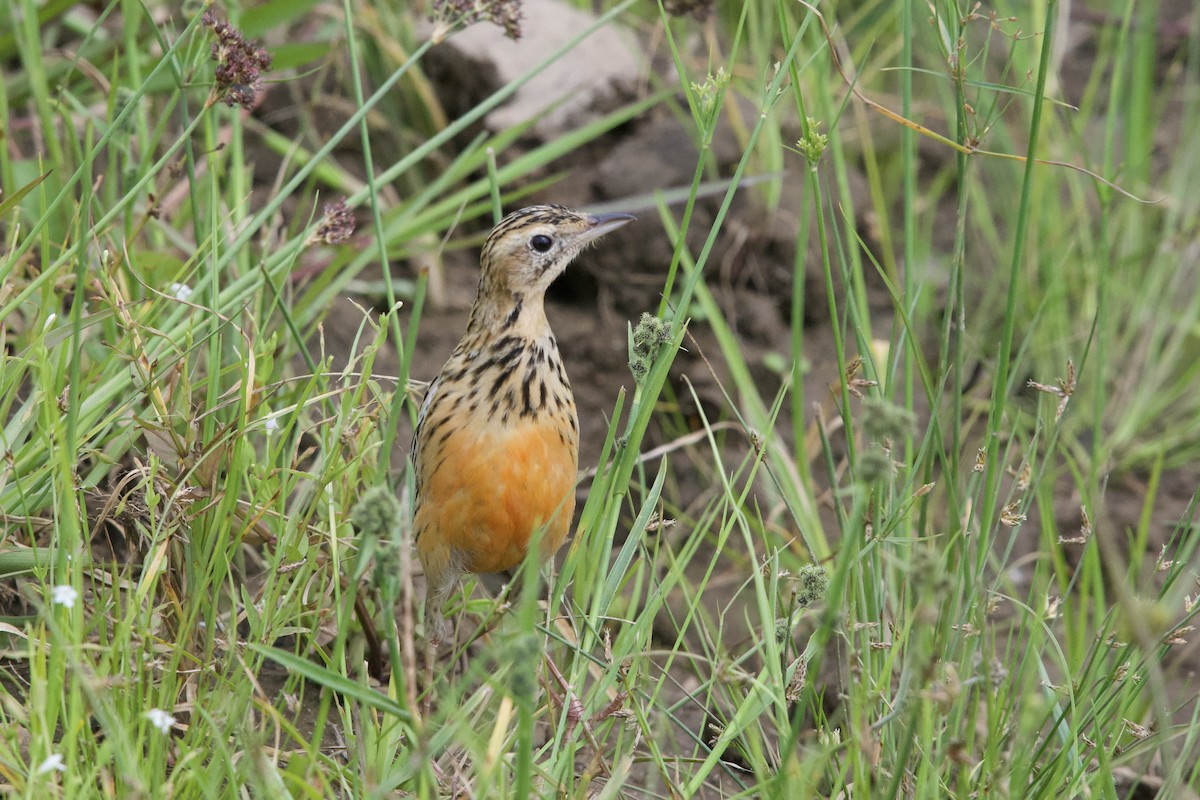 Rosy-throated Longclaw - ML644916973