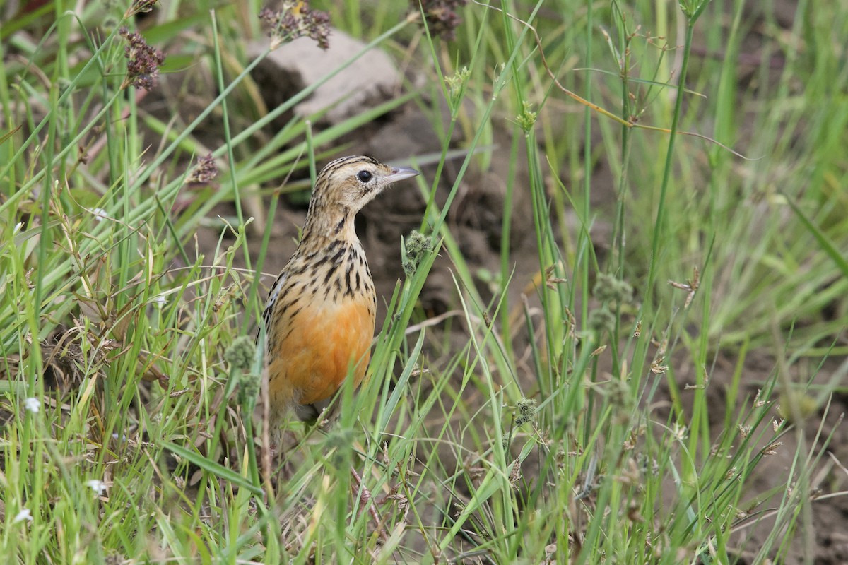 Rosy-throated Longclaw - ML644916974