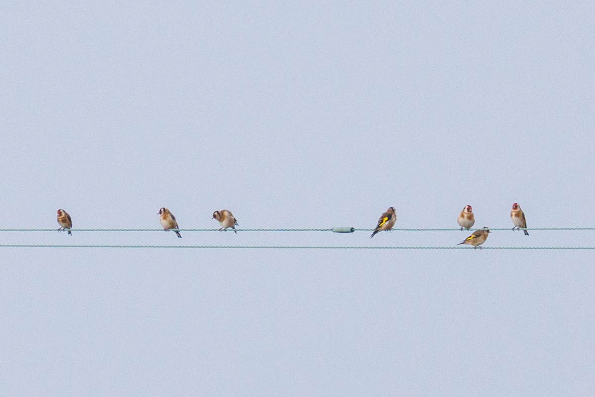 European Goldfinch - ML644916981
