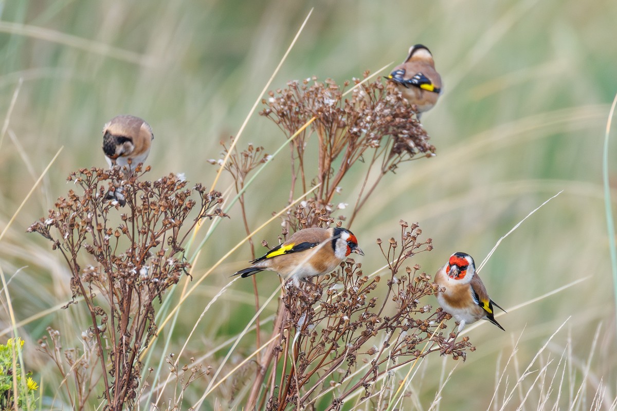 European Goldfinch - ML644916982