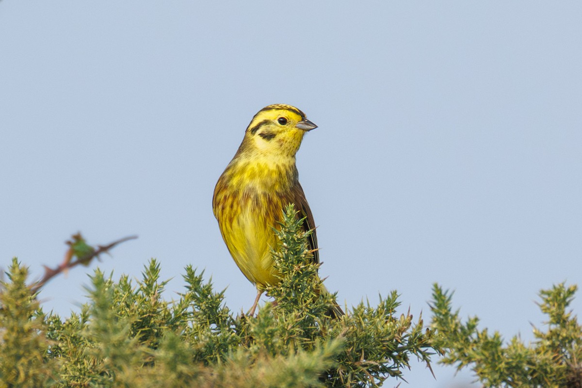 Yellowhammer - ML644916986