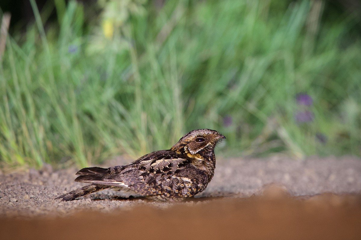 Fiery-necked Nightjar - ML644916988