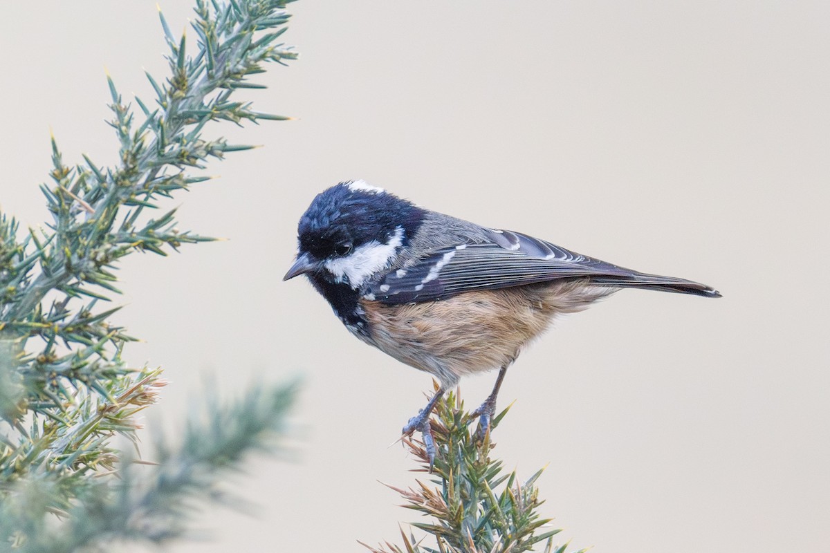 Coal Tit - ML644916993
