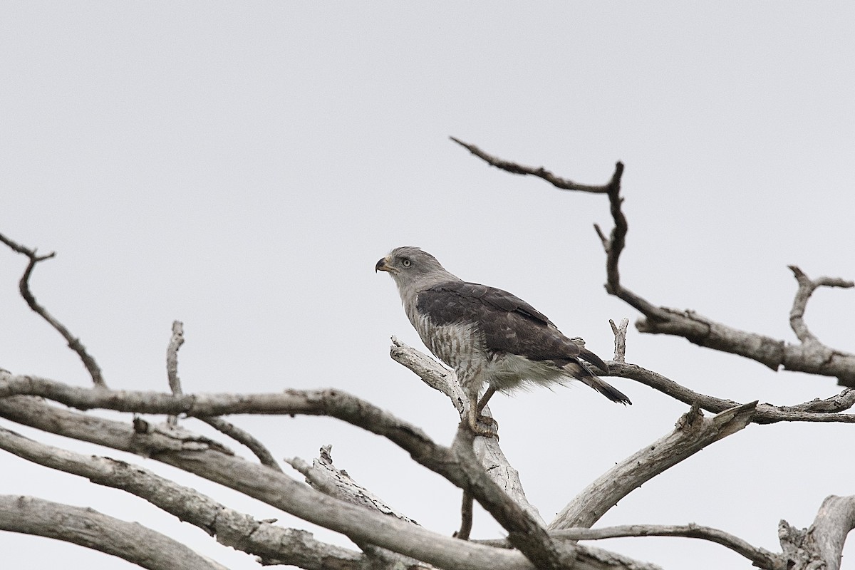 Southern Banded Snake-Eagle - ML644916998