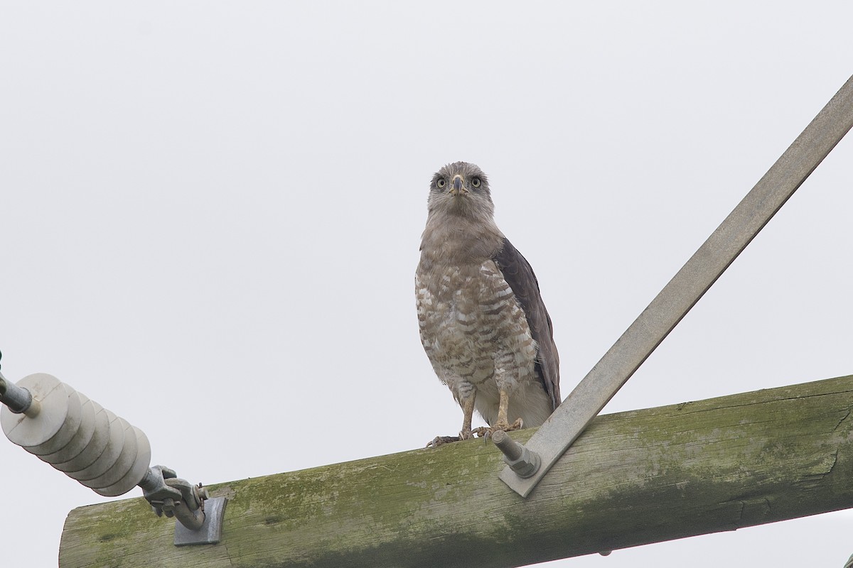 Southern Banded Snake-Eagle - ML644916999