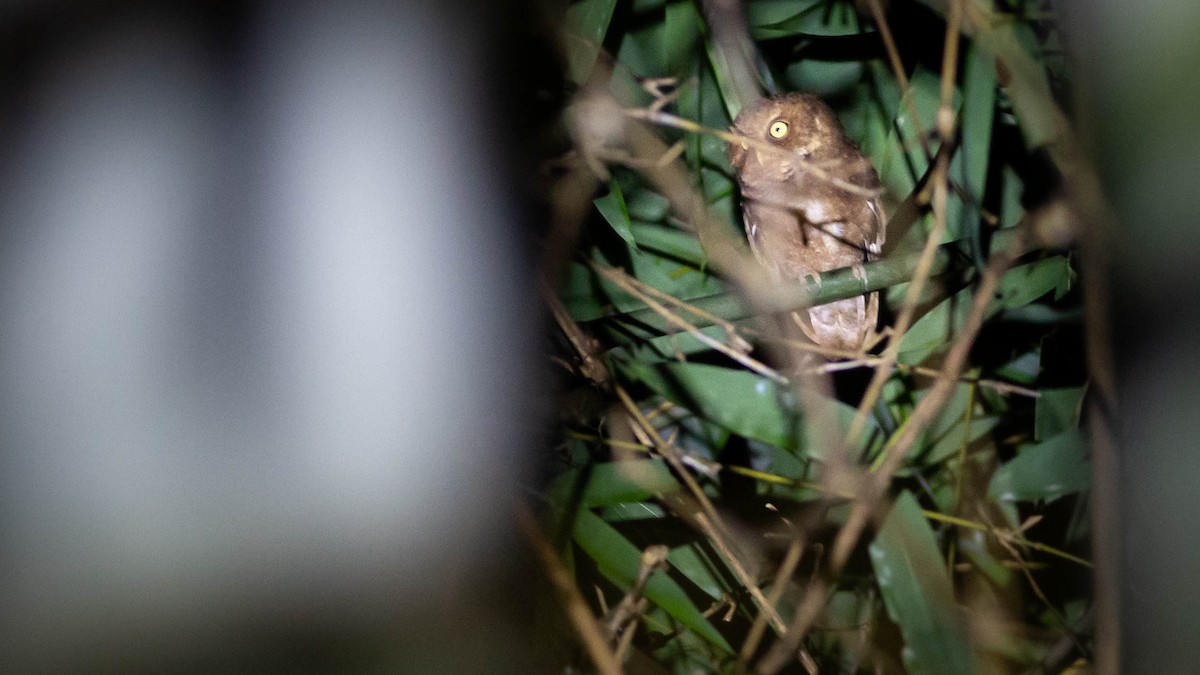 Пятнистая сплюшка - ML644917000