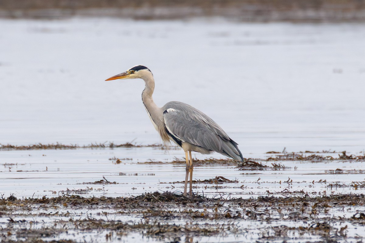 Gray Heron - ML644917004