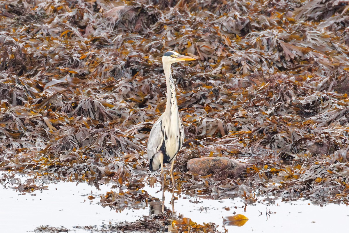 Gray Heron - ML644917005