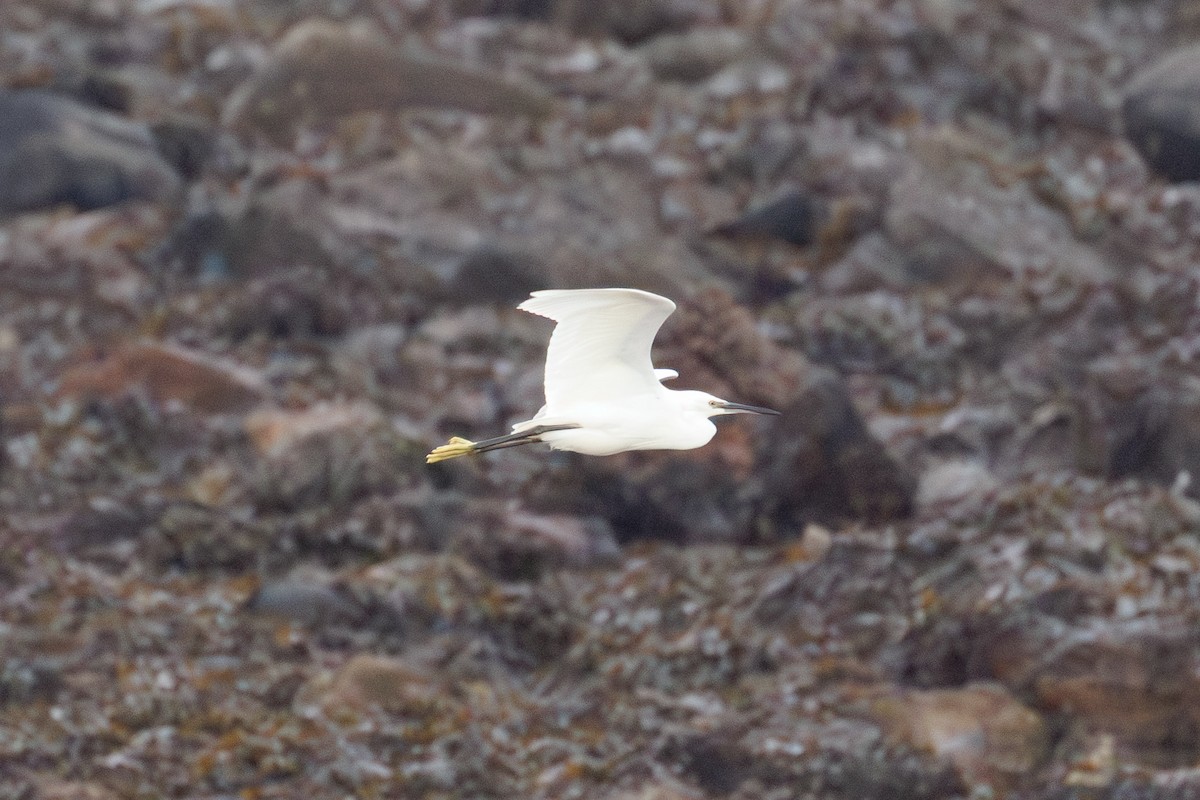 Little Egret - ML644917006