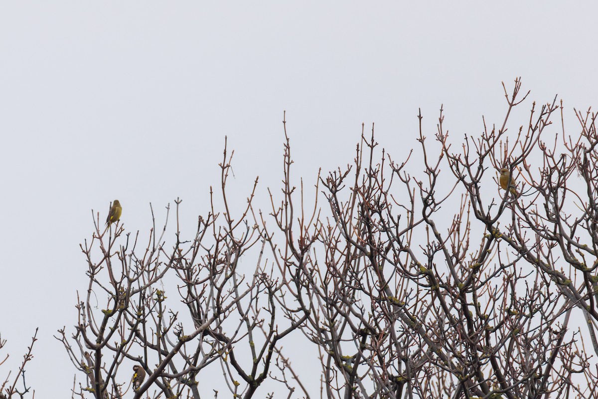 European Greenfinch - ML644917015