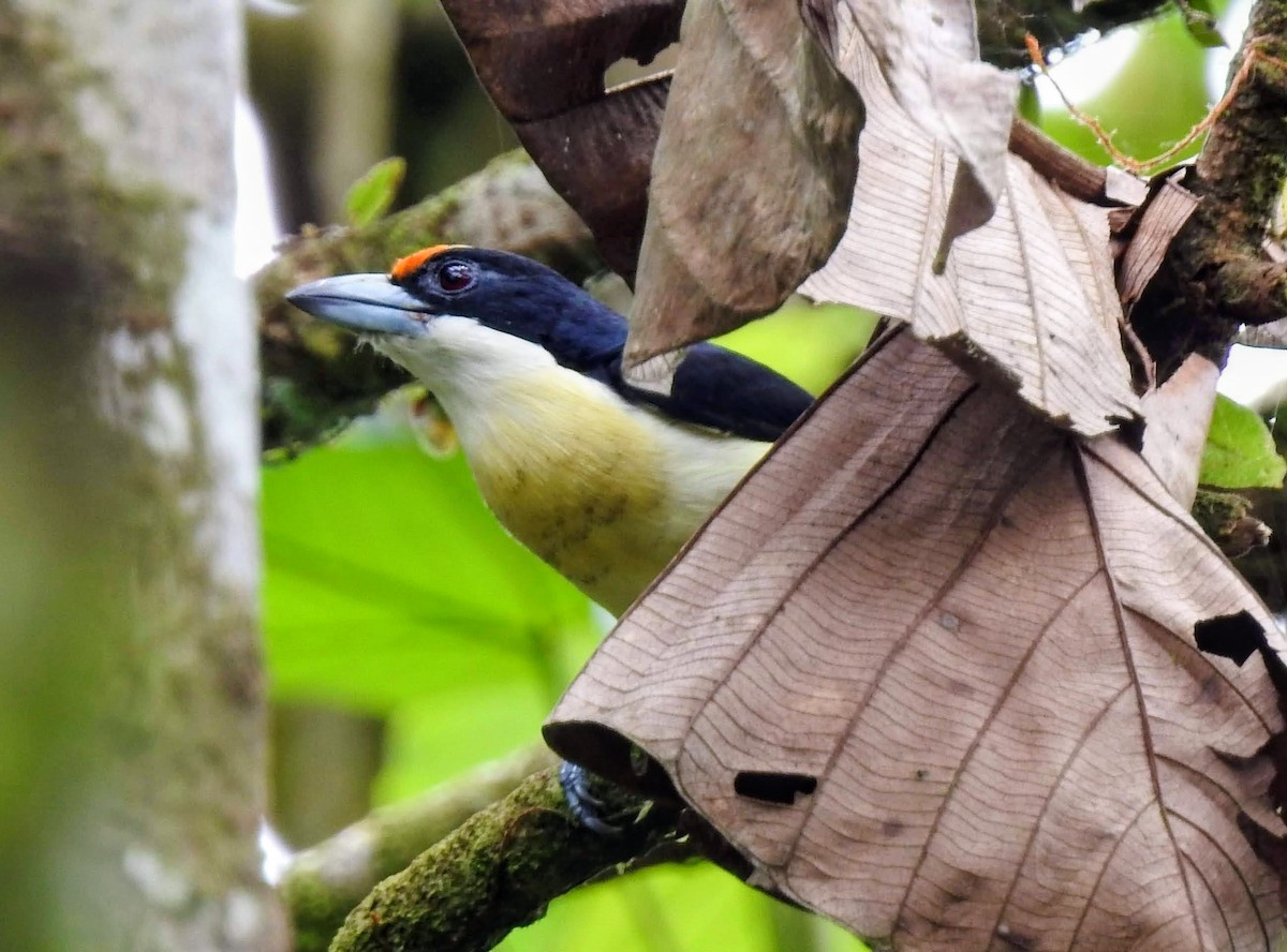 Orange-fronted Barbet - ML644917016
