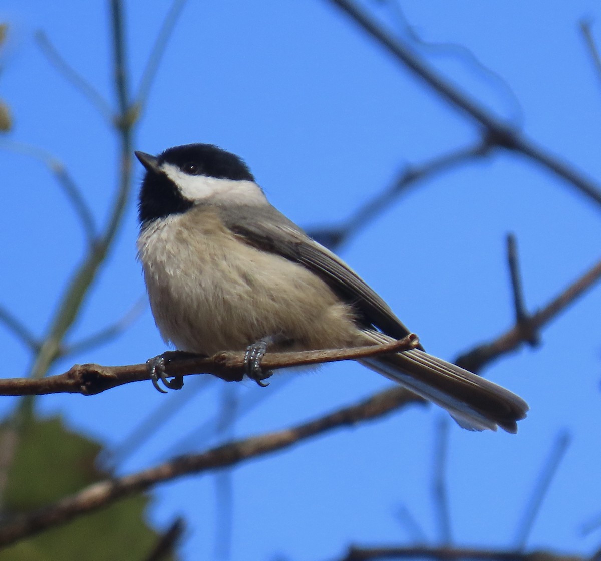 Carolina Chickadee - ML644917032