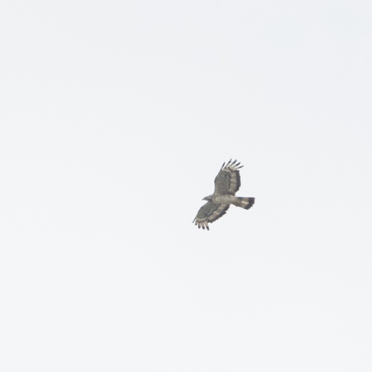 Oriental Honey-buzzard - ML644917042