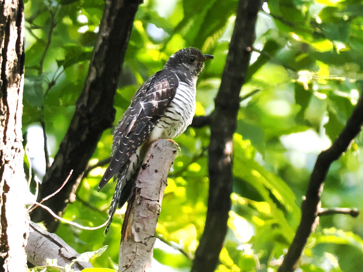 cuckoo sp. (Cuculidae sp.) - ML644917043