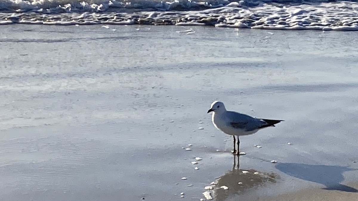 racek australský - ML644917044