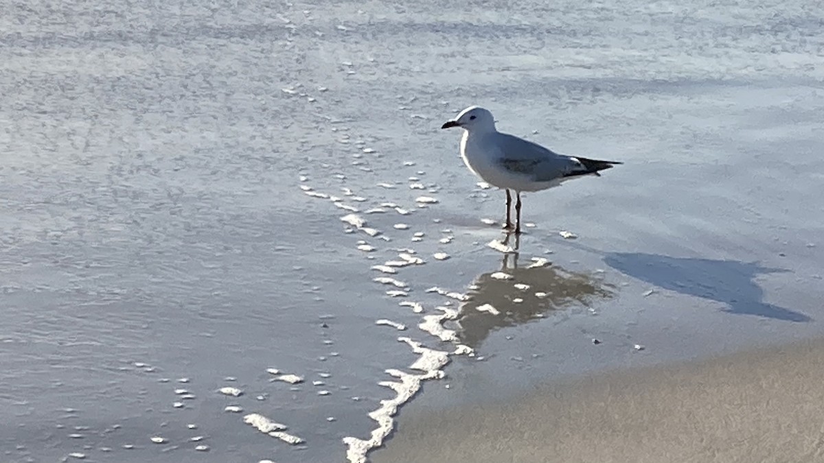 racek australský - ML644917045