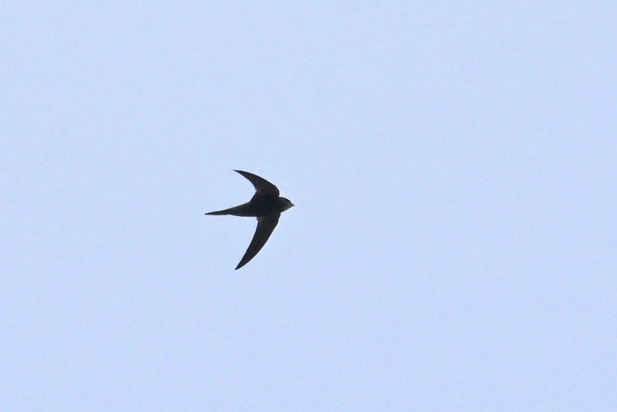 Common Swift - ML644917046