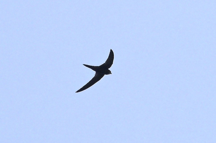 Common Swift - ML644917047