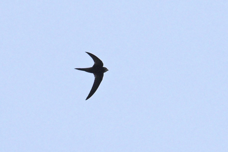 Common Swift - ML644917048