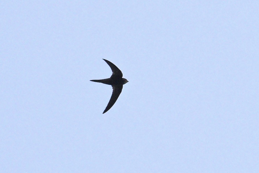 Common Swift - ML644917049