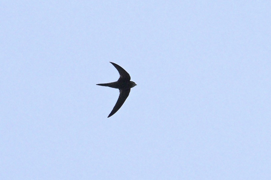 Common Swift - ML644917050