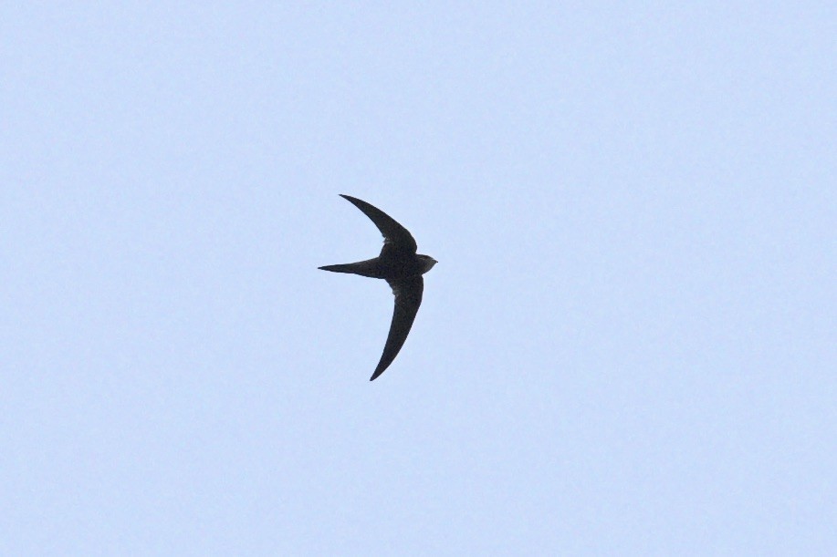 Common Swift - ML644917051