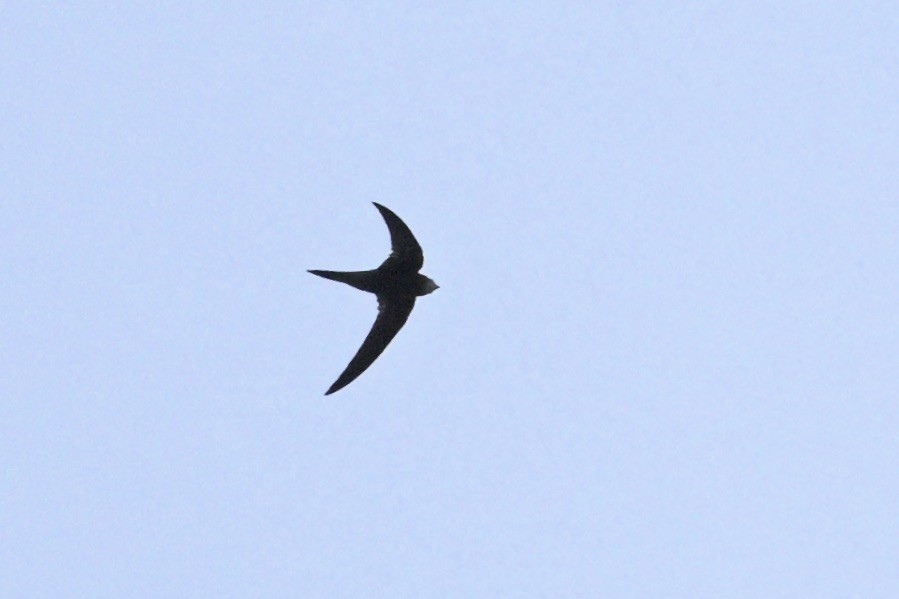 Common Swift - ML644917052