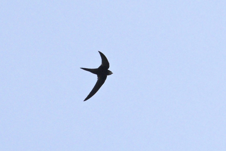Common Swift - ML644917053