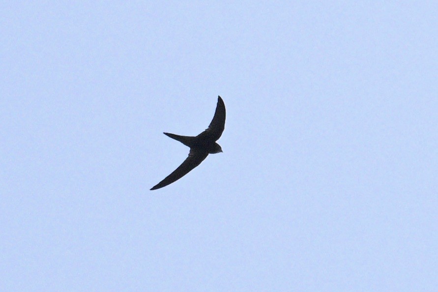 Common Swift - ML644917054
