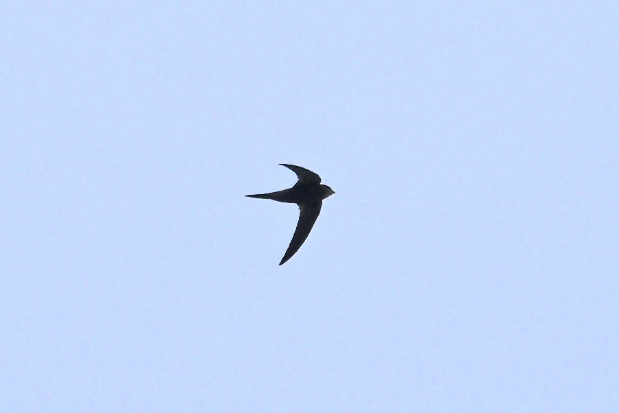 Common Swift - ML644917055