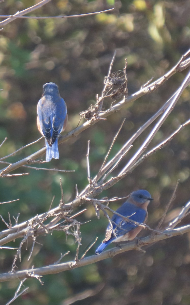 Eastern Bluebird - ML644917056