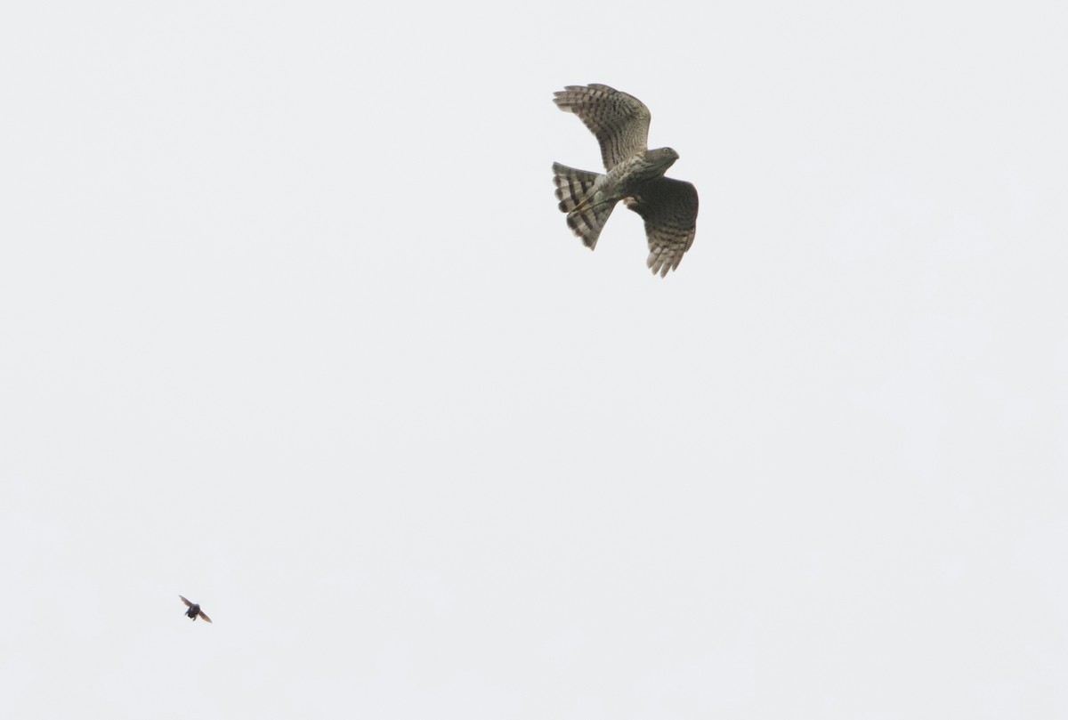 Japanese Sparrowhawk - ML644917058