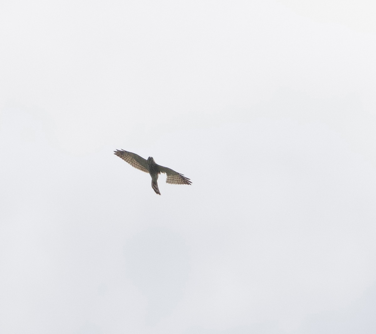 Japanese Sparrowhawk - ML644917060