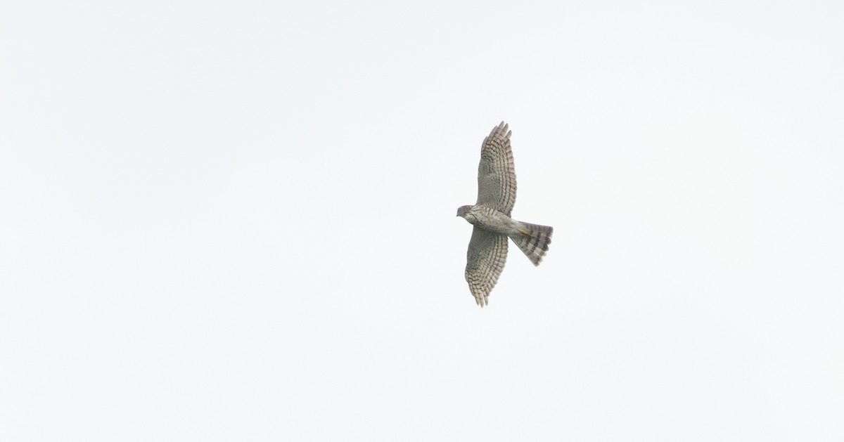 Japanese Sparrowhawk - ML644917061