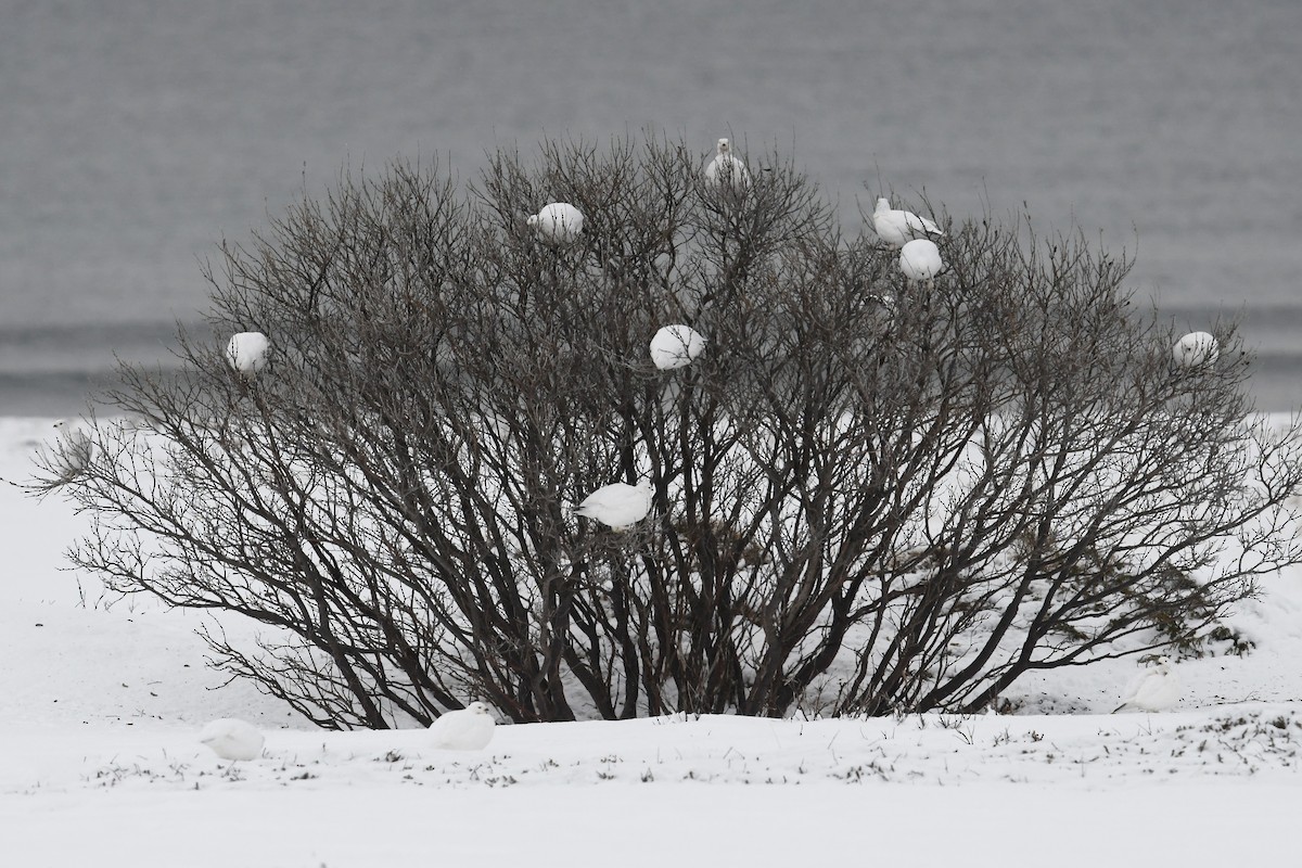 Moorschneehuhn - ML644917062