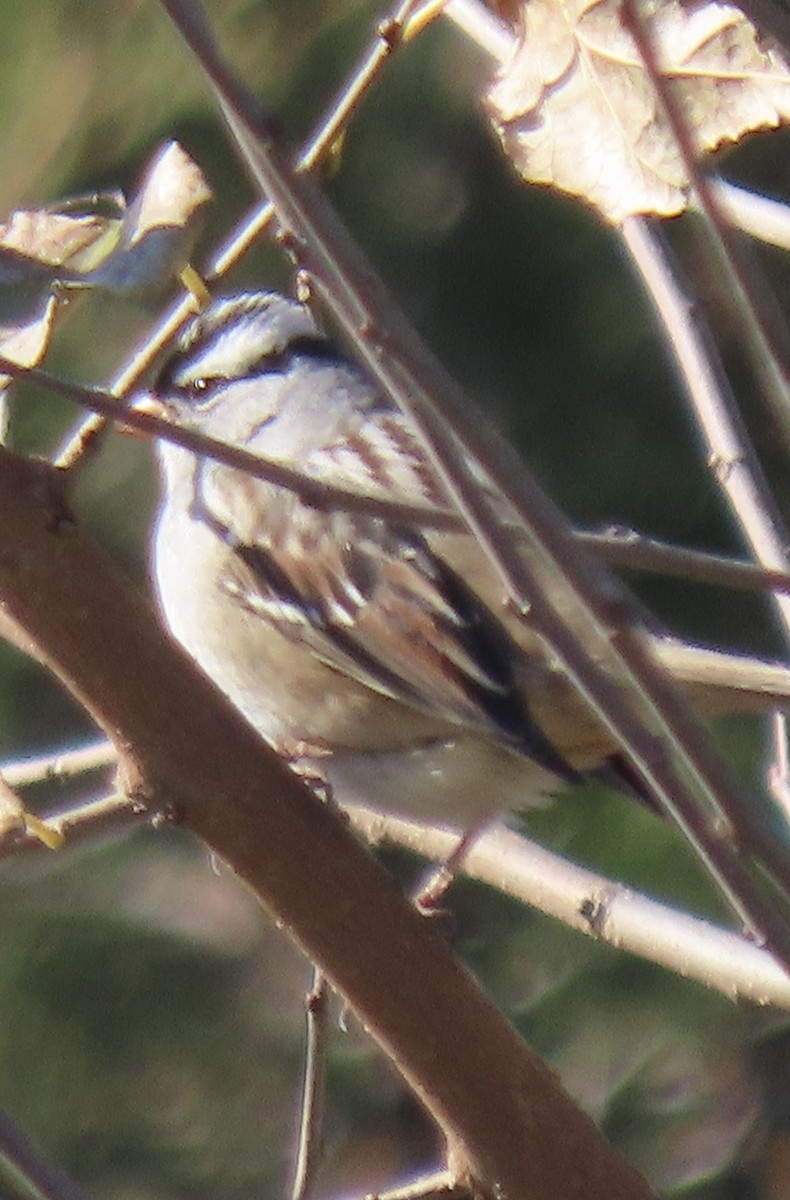 White-crowned Sparrow - ML644917077