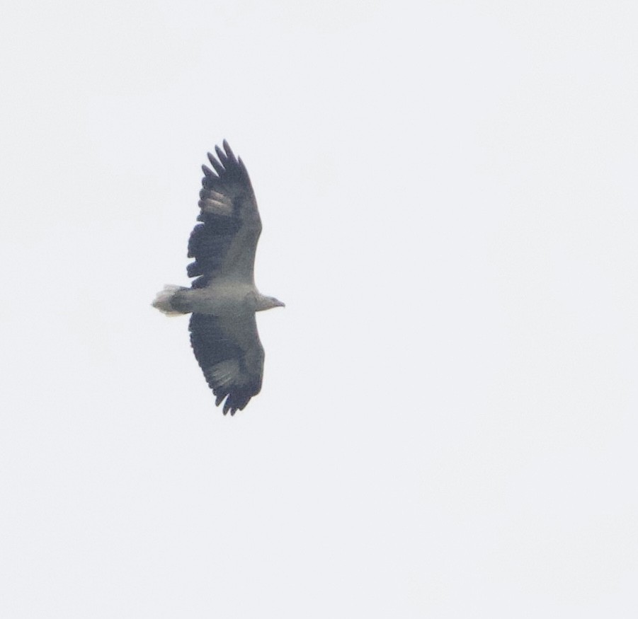 White-bellied Sea-Eagle - ML644917080