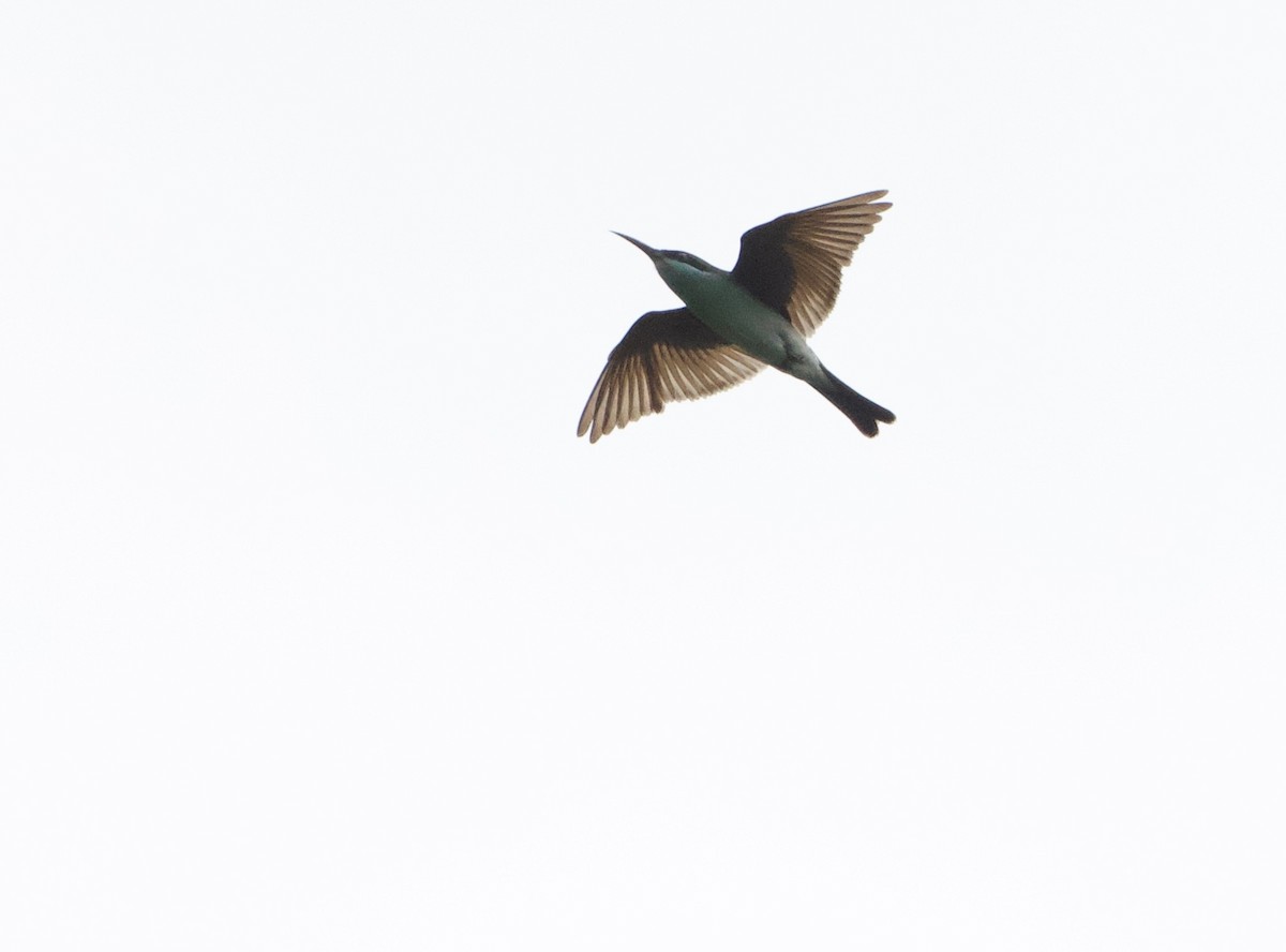 Blue-throated Bee-eater - ML644917086
