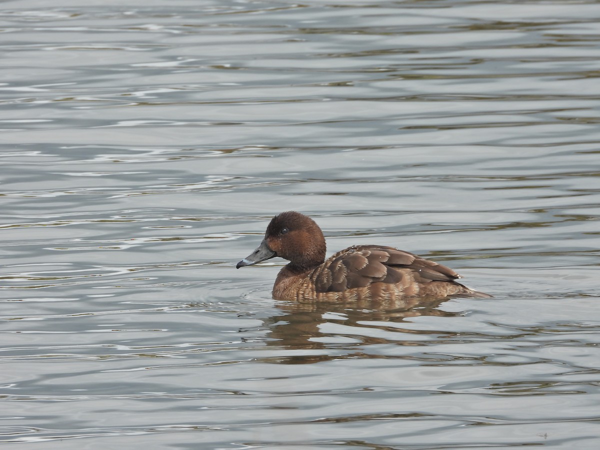 Hardhead - ML644917092